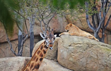 BIOPARC VALENCIA BIOPARC VALENCIA