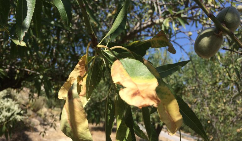 Muestra de los efectos de la xylella fastidiosa en almendros del campo de Guadalest. Muestra de los efectos de la xylella fastidiosa en almendros del campo de Guadalest.
