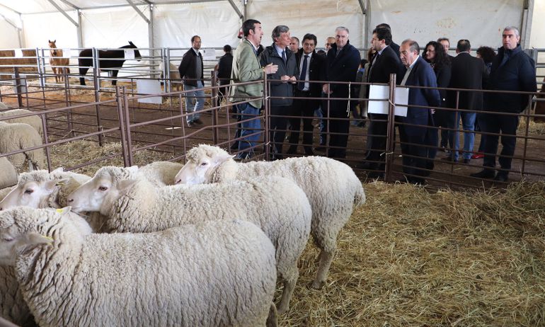 Las autoridades recorren la sección de ovinos de la feria Las autoridades recorren la sección de ovinos de la feria