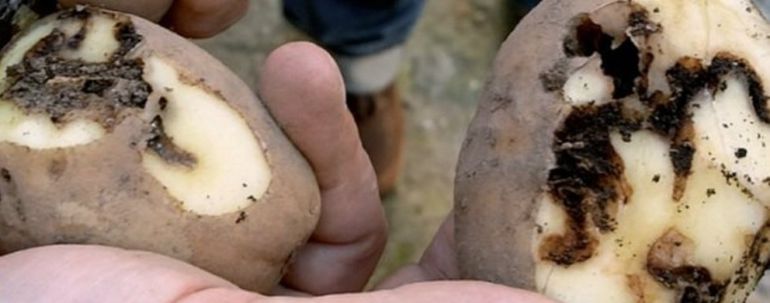 Revuelo entre productores de Coristanco por la extensión a Muxía de la plaga de la patata Revuelo entre productores de Coristanco por la extensión a Muxía de la plaga de la patata