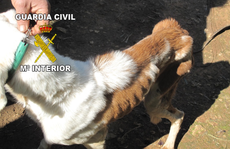 Los perros se encontraban en pésimo estado Los perros se encontraban en pésimo estado