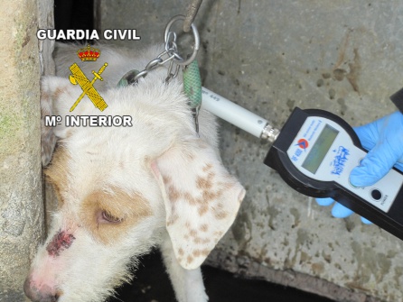 La mayoría de los perros no tenía microchip de identificación La mayoría de los perros no tenía microchip de identificación