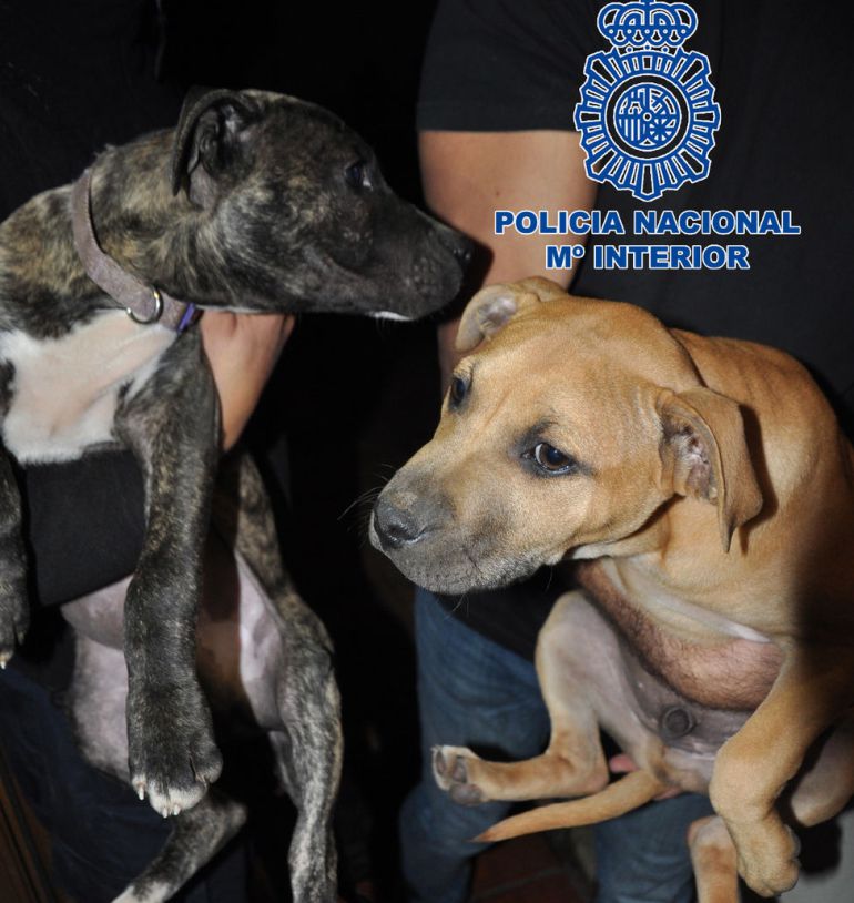 La vida de 19 perros depende de una decisión judicial La vida de 19 perros depende de una decisión judicial