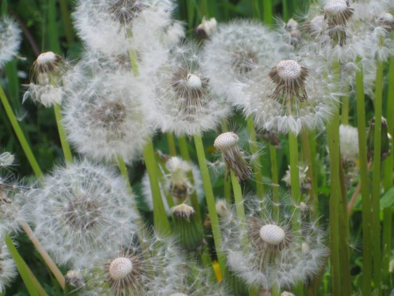 Difícil primavera para los alérgicos Difícil primavera para los alérgicos