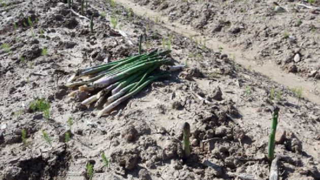 La campaña del espárrago verde en Guadalajara empleará este año a unas 1.200 personas: La campaña del espárrago empleará este año en Guadalajara a unas 1.200 personas La campaña del espárrago verde en Guadalajara empleará este año a unas 1.200 personas: La campaña del espárrago empleará este año en Guadalajara a unas 1.200 personas