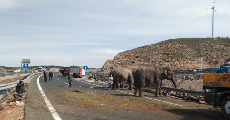 El camión accidentado iba cargado de elefantes El camión accidentado iba cargado de elefantes