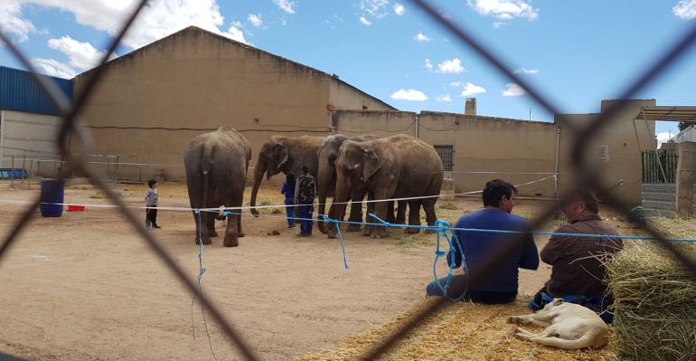 Los elefantes se encuentran en un cercado de Pozo Cañada Los elefantes se encuentran en un cercado de Pozo Cañada