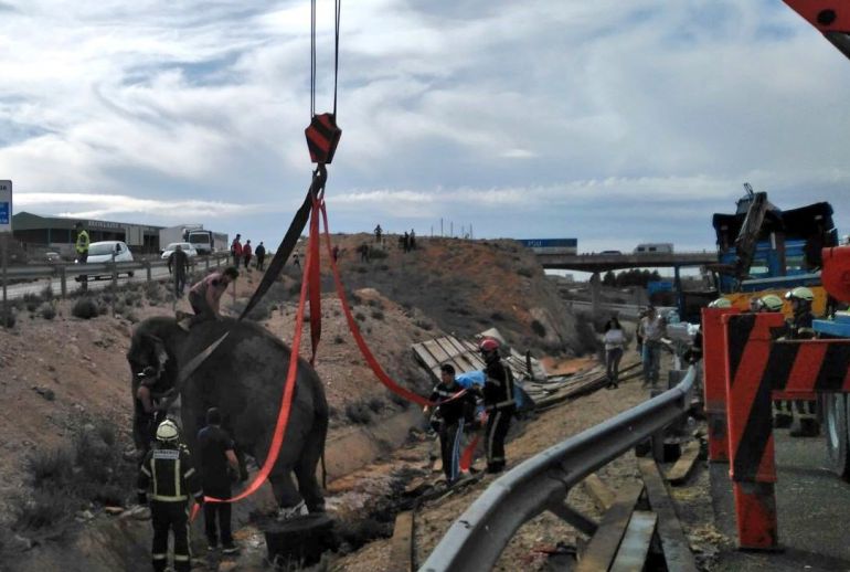 Elefante accidentado en la A-30 Elefante accidentado en la A-30