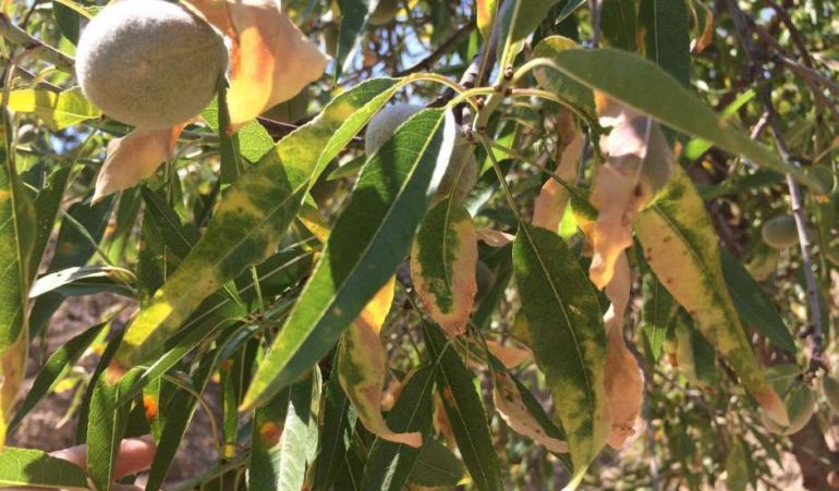 Almendro afectado por Xylella fastidiosa Almendro afectado por Xylella fastidiosa