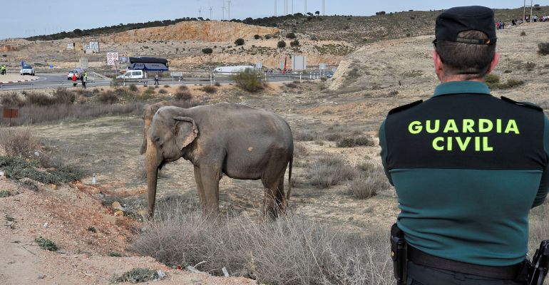 Un guardia civil vigila a uno de los elefantes tras el accidente del camión que los transportaba Un guardia civil vigila a uno de los elefantes tras el accidente del camión que los transportaba