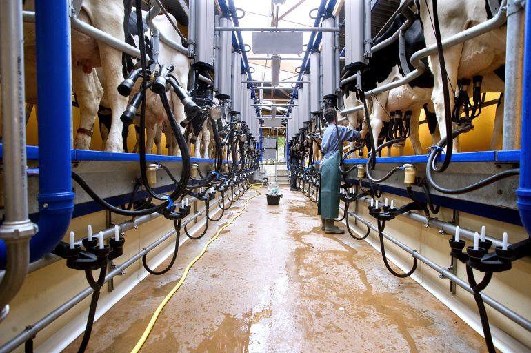 Vacas en una explotación láctea durante su ordeño Vacas en una explotación láctea durante su ordeño