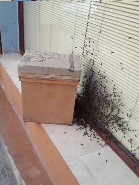 Enjambre en Zapadores Enjambre en Zapadores