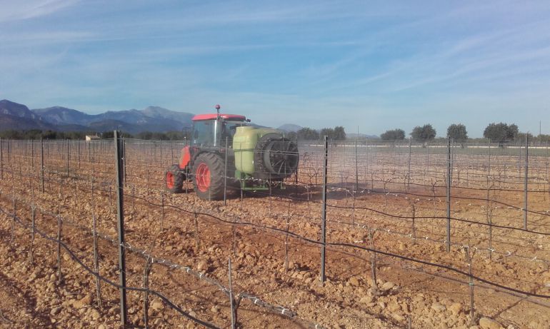 SEMILLA pone en marcha una campaña de suministro de productos para combatir la xylella SEMILLA pone en marcha una campaña de suministro de productos para combatir la xylella