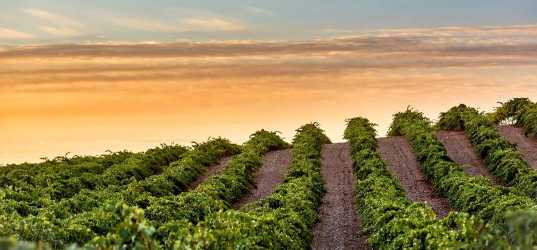 ¿Cómo adaptar la viticultura a los efectos del cambio climático? ¿Cómo adaptar la viticultura a los efectos del cambio climático?