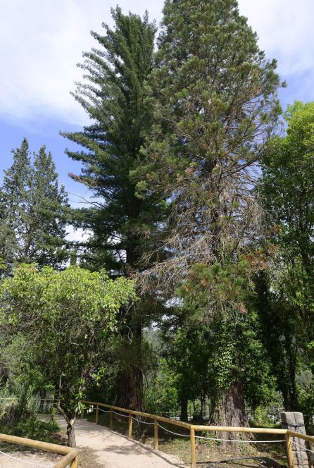 Secuoyas gigantes junto a la casa forestal Secuoyas gigantes junto a la casa forestal