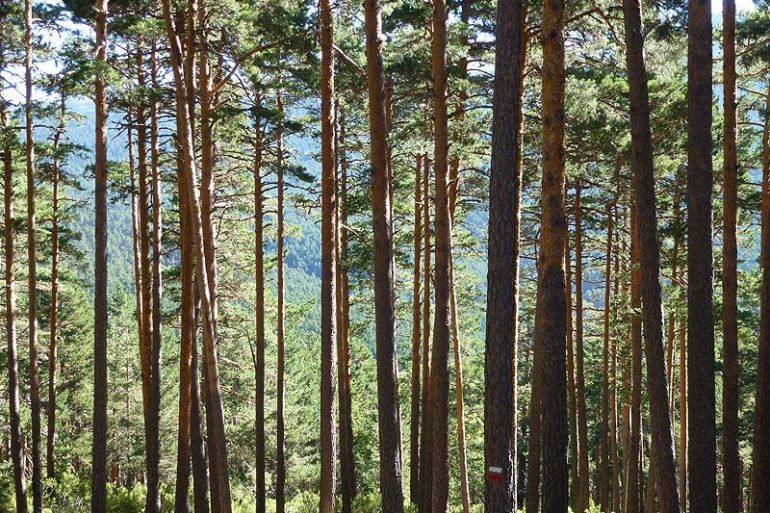 ASOPIVA adjudica a un agente externo la elaboración de la candidatura de la Suerte de Pinos a Bien Inmaterial de la Humanidad ASOPIVA adjudica a un agente externo la elaboración de la candidatura de la Suerte de Pinos a Bien Inmaterial de la Humanidad