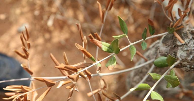 Olivar afectado por la Xylella Fastidiosa. Olivar afectado por la Xylella Fastidiosa.