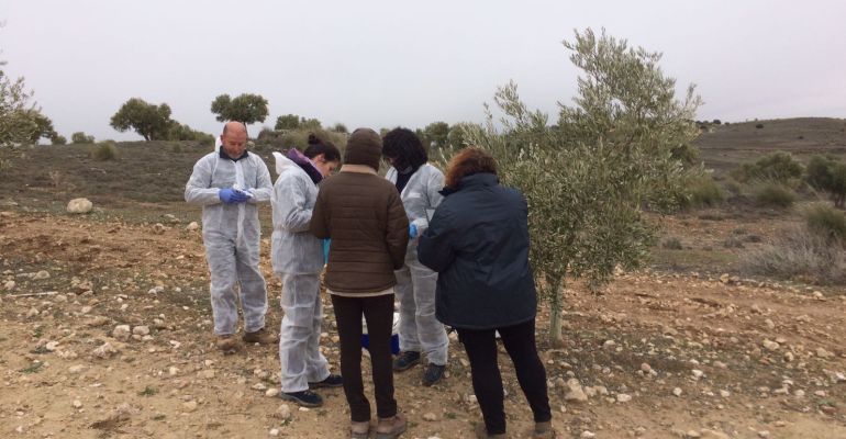 Profesionales estudian el olivar afectado por la Xylella Fastidiosa en Madrid. Profesionales estudian el olivar afectado por la Xylella Fastidiosa en Madrid.