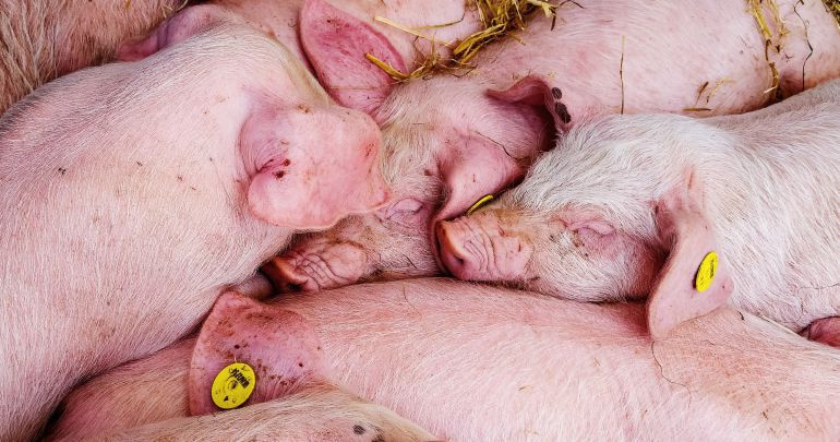 Recogen firmas para evitar la instalación de una macrogranja porcina de Mota del Cuervo Recogen firmas para evitar la instalación de una macrogranja porcina de Mota del Cuervo