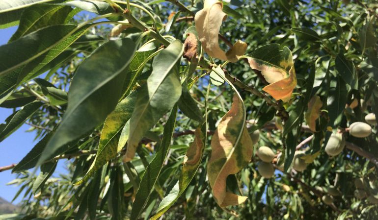 Xylella fastidiosa Xylella fastidiosa