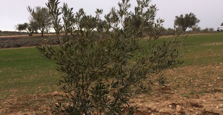 Olivar afectado por Xylella en la Comunidad de Madrid. Olivar afectado por Xylella en la Comunidad de Madrid.