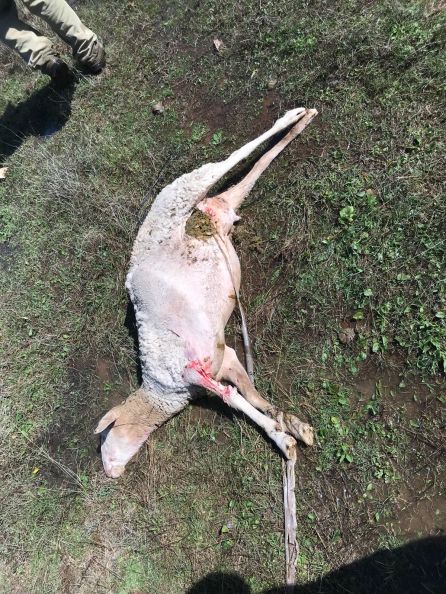 Ataques de perros amenazan la ganadería Ataques de perros amenazan la ganadería
