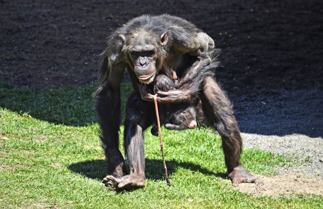 Nace una cría de chimpancé en BIOPARC Valencia en abril Nace una cría de chimpancé en BIOPARC Valencia en abril