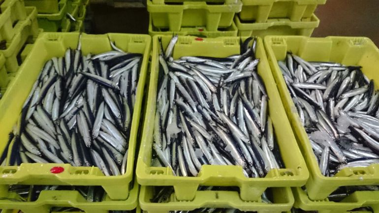 Pesca de bocartes en Santoña. Pesca de bocartes en Santoña.
