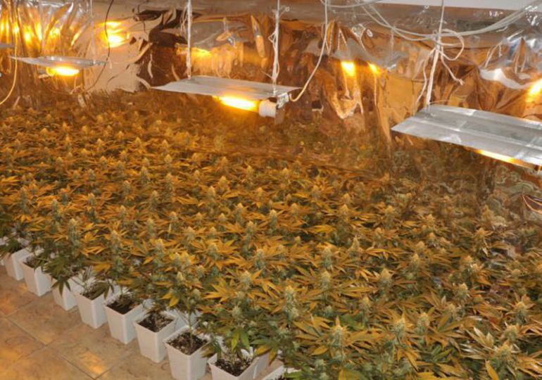 Plantación interior de marihuana Plantación interior de marihuana