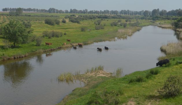 Una manada de toros cruzando el río Guadiamar en Aznalcóllar (Sevilla), en una zona restaurada tras el vertido de la mina de la localidad hace 20 años. En el municipio se espera la reapertura de la mina desde 2002, con el fin de dar trabajo a los casi 1.000 desempleados del municipio. Una manada de toros cruzando el río Guadiamar en Aznalcóllar (Sevilla), en una zona restaurada tras el vertido de la mina de la localidad hace 20 años. En el municipio se espera la reapertura de la mina desde 2002, con el fin de dar trabajo a los casi 1.000 desempleados del municipio.