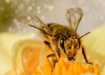 Piden acabar con el uso de sustancias peligrosas para las abejas