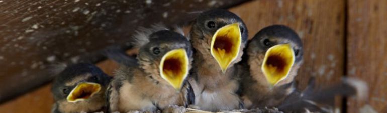 600.000 ejemplares menos de ‘golondrina común’ cada año 600.000 ejemplares menos de ‘golondrina común’ cada año