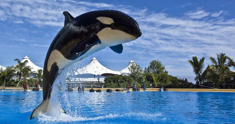 Orca Morgan Orca Morgan