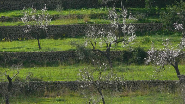 El Govern devolverá al sector agrario las 'Casas del Pueblo' que "Franco quitó" El Govern devolverá al sector agrario las 'Casas del Pueblo' que "Franco quitó"