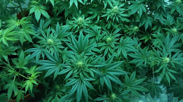 Detenida en Alcaudete de la Jara por elaborar y cultivar marihuana Detenida en Alcaudete de la Jara por elaborar y cultivar marihuana
