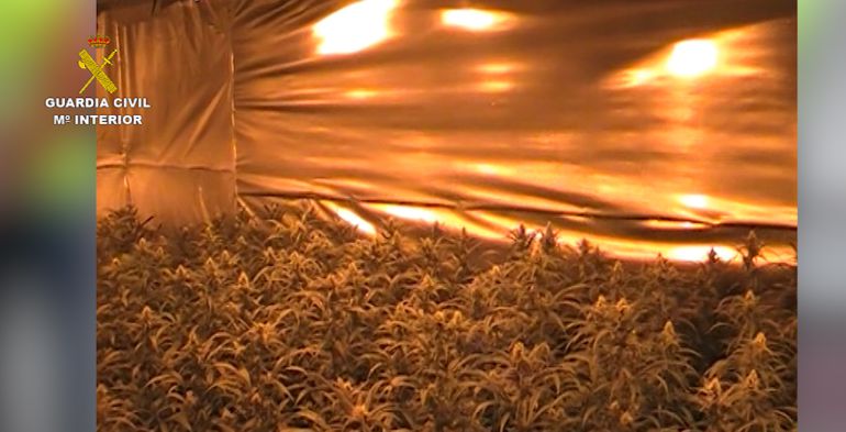 Desmanteladas tres plantaciones de marihuana Desmanteladas tres plantaciones de marihuana