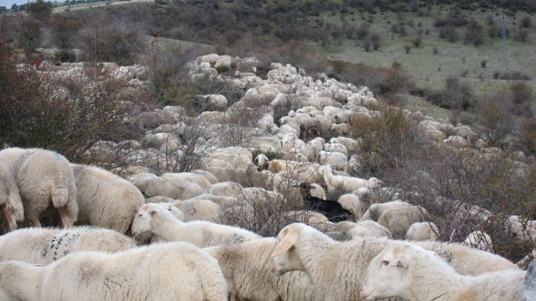 vía pecuaria vía pecuaria