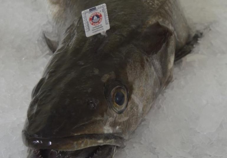 Imagen de una de las primeras merluzas del pincho de Celeiro que en 2017 estrenaron la etiqueta ecosostenible de 'Friend of the Sea' Imagen de una de las primeras merluzas del pincho de Celeiro que en 2017 estrenaron la etiqueta ecosostenible de 'Friend of the Sea'
