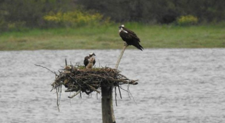 Se forman las primeras parejas de águila pescadora en la cornisa cantábrica Se forman las primeras parejas de águila pescadora en la cornisa cantábrica