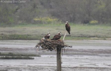 Se forman las primeras parejas de águila pescadora en la cornisa cantábrica Se forman las primeras parejas de águila pescadora en la cornisa cantábrica