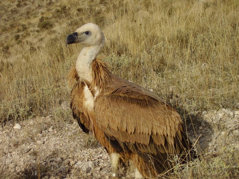 Ejemplar de buitre leonado Ejemplar de buitre leonado