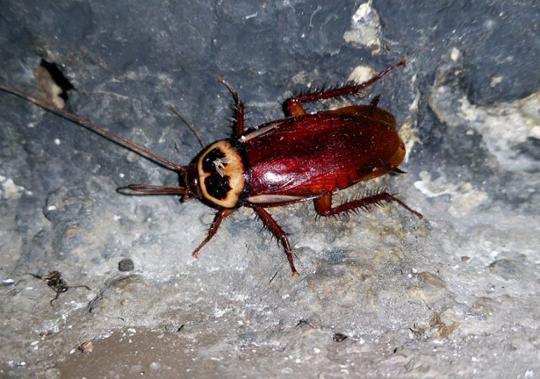 Un ejemplar de Periplaneta australasiae, la especie de cucaracha australiana encontrada en Madrid. Un ejemplar de Periplaneta australasiae, la especie de cucaracha australiana encontrada en Madrid.