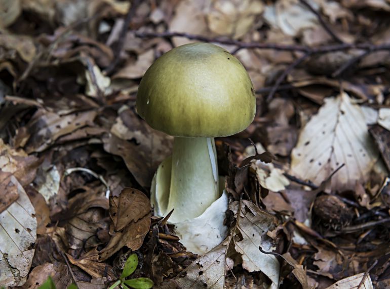 Amanita Phaloides Amanita Phaloides