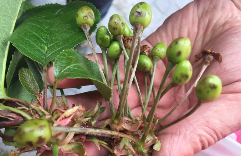 Algunas de las cerezas dañadas en el Valle del Jerte por el granizo Algunas de las cerezas dañadas en el Valle del Jerte por el granizo
