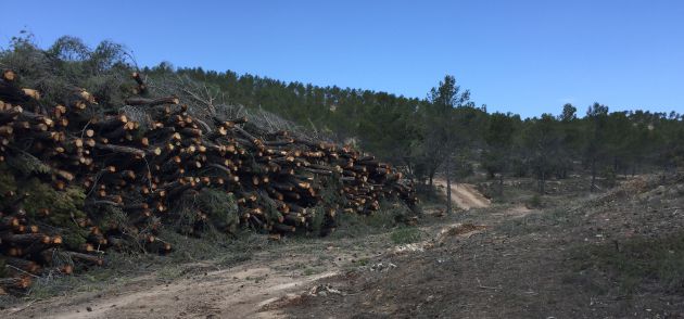 Tala de pinos para aprovechaniento maderero contemplada en el plan de ordenación forestal en montes públicos de Albalate de las Nogueras. Tala de pinos para aprovechaniento maderero contemplada en el plan de ordenación forestal en montes públicos de Albalate de las Nogueras.