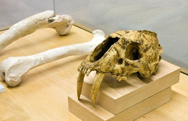 Restos de paleofauna hallados en los yacimientos de Orce Restos de paleofauna hallados en los yacimientos de Orce