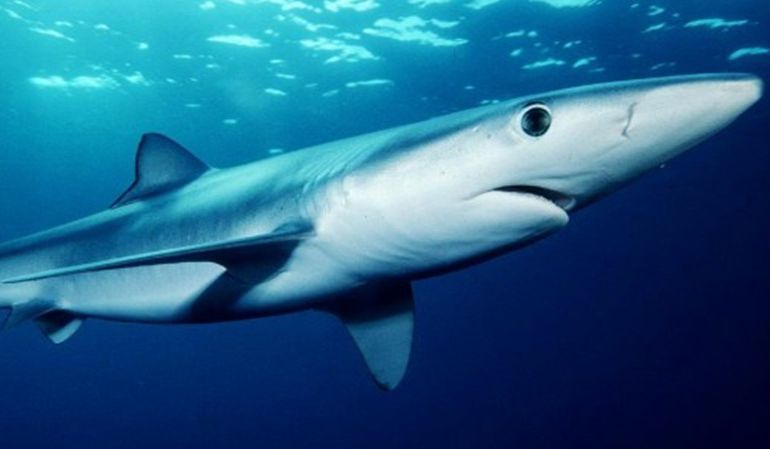 En el mar de Alborán, conviven hasta 30 especias de tiburones: En el mar de Alborán conviven hasta 30 especies de tiburones En el mar de Alborán, conviven hasta 30 especias de tiburones: En el mar de Alborán conviven hasta 30 especies de tiburones
