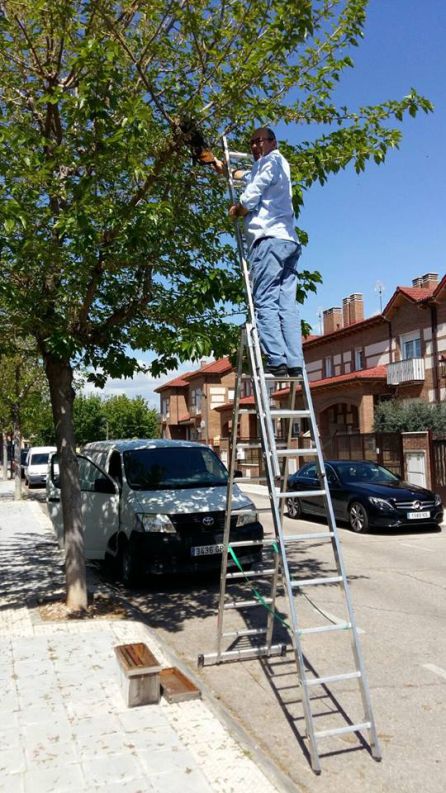 ¿Cómo se retira un enjambre de abejas? ¿Cómo se retira un enjambre de abejas?