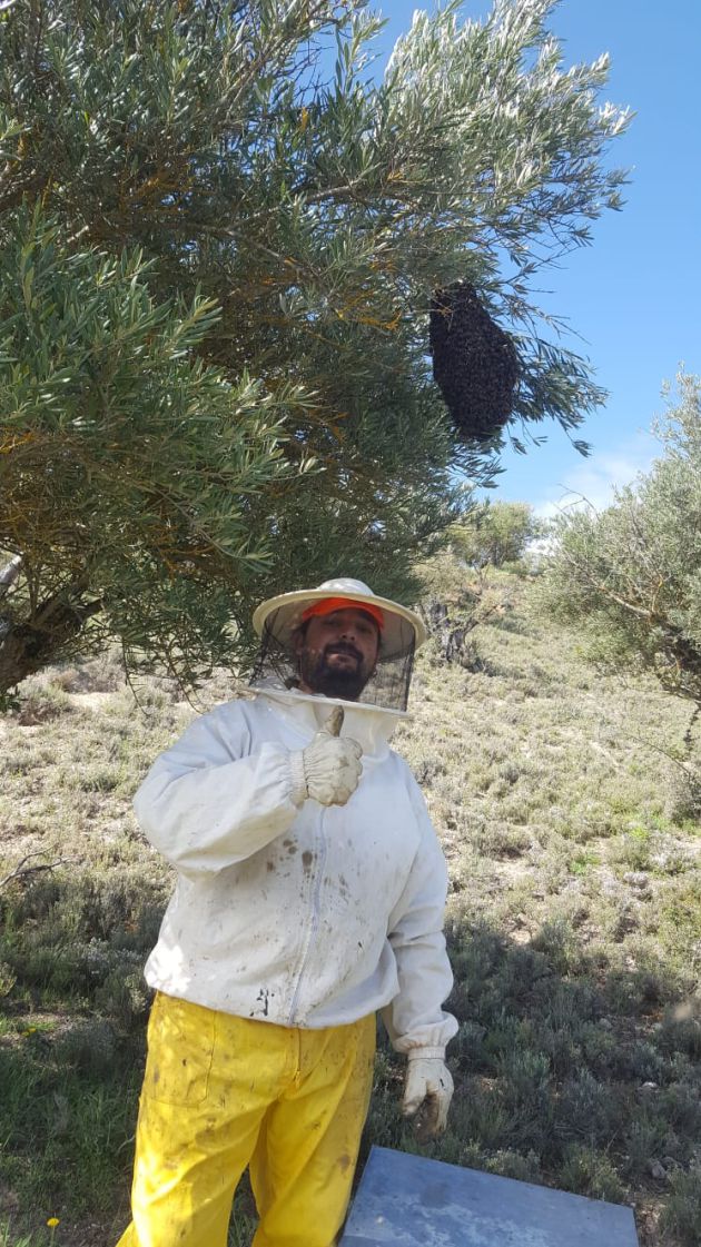 ¿Cómo se retira un enjambre de abejas? ¿Cómo se retira un enjambre de abejas?