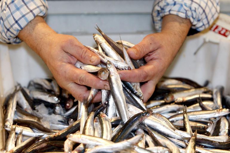 Bocartes pescados en Cantabria Bocartes pescados en Cantabria